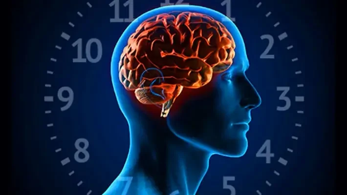 Entendiendo los ciclos circadianos y su impacto en el sueño 2 ciclos circadianos del sueño